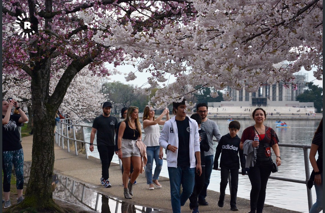 Droves of people leaving their homes to enjoy the spring scenery, despite the national park service’s warning of COVID 19 exposure 